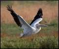 _8SB9512 american white pelican